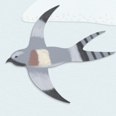 Sky Swallows
