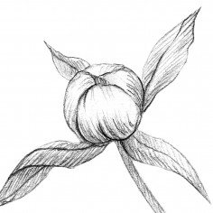 Sketch of flowers