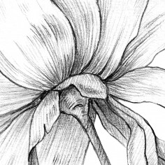 Sketch of flowers