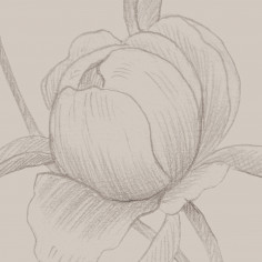 Sketch of flowers, Beige
