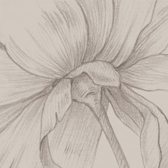 Sketch of flowers, Beige
