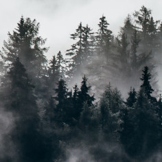 Alpine morning