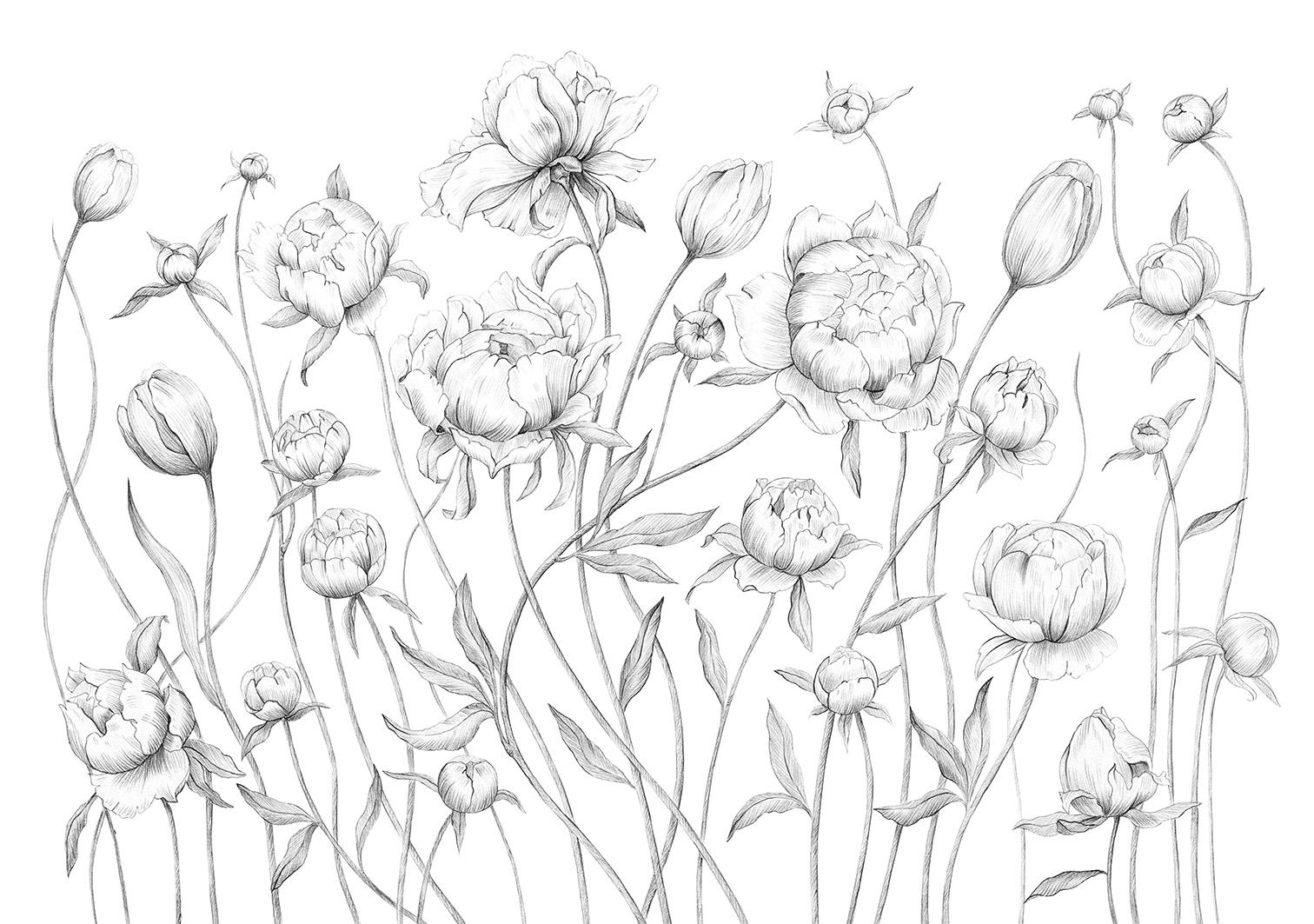 Sketch of flowers