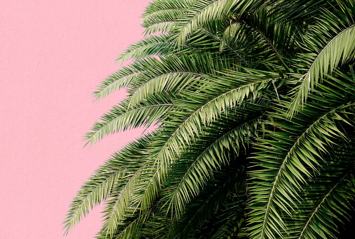 Фотообои Palm, Pink